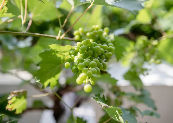 Sime Гостевой дом 3*